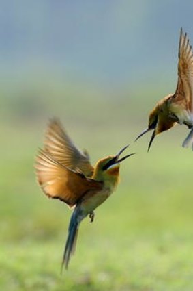 Blue-tailed bee-eaters.