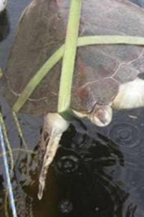 A green turtle found dead in Sailors Bay by Julia Spragg.