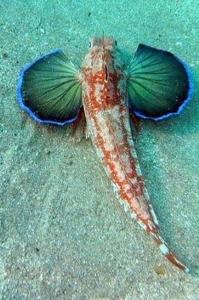 Luminous sealife at Shellharbour.