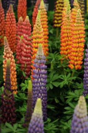 A display of lupins at the Chelsea Flower Show.