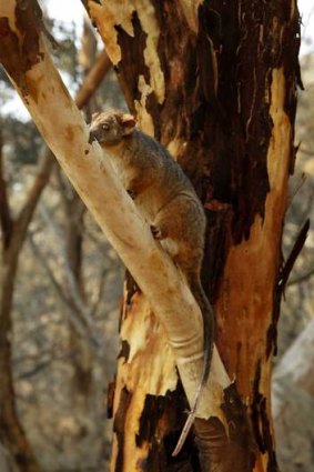 Ringtail Possum in a tree