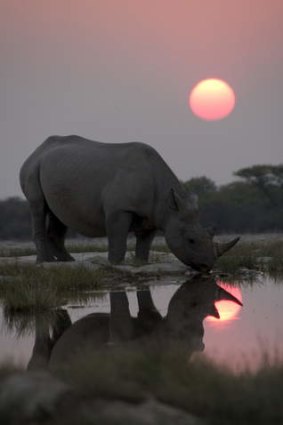 <i>David Attenborough's Africa</i> is a dizzying tour.