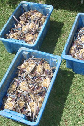 Three crates of blue swimmer crabs seized in Queensland.