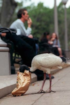 Tip Turkey: The white ibis.
