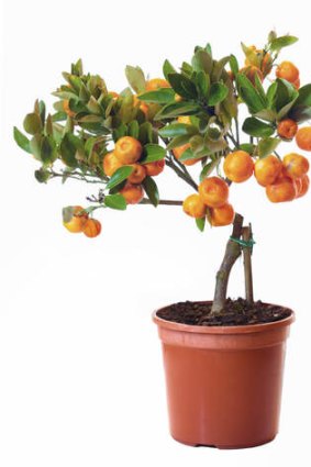 Dwarf citrus plants don't need much space to flourish.