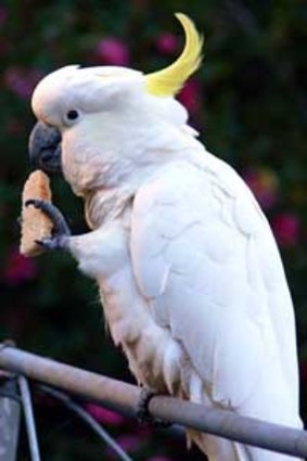 A sulphur-crested cockatoo uses its left claw to hold food.