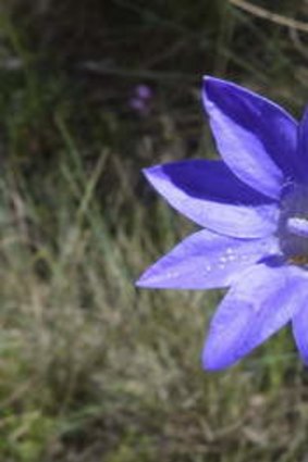 Canberra naturalist Ian Fraser stumbled upon this bluebell, (<i>Wahlenbergia stricta</i>), which eight petals instead of the usual five.