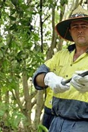 A council worker picks up dead fruit bats for disposal.