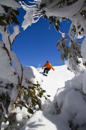Snowboarding among the snowgums at Perisher Valley.