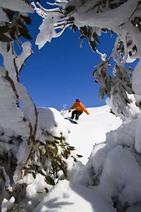 Snowboarding among the snowgums at Perisher Valley.