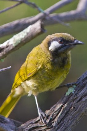 A white-eared honeyeater.