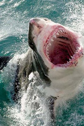 To be culled: The great white shark.