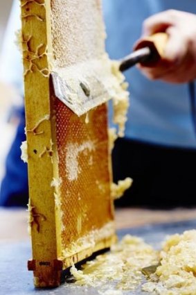 Scraping  the honey from a backyard beehive.