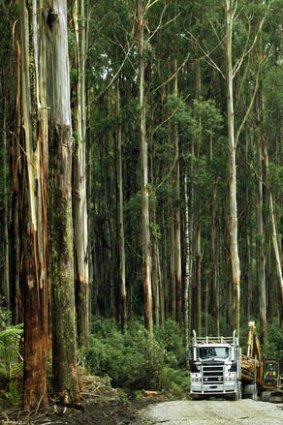 'Valuable as it may be, storing carbon in forests doesn't change our use of fossil fuels.'