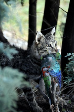 The government is seeking to control feral cats.