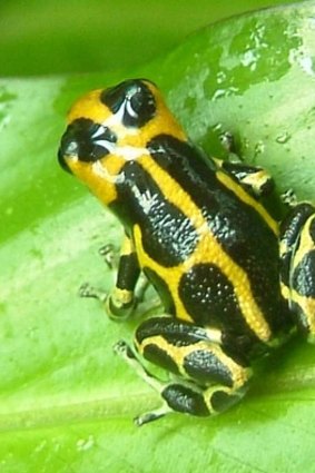 Evolving before our eyes? The mimic poison frog, Ranitomeya imitator.