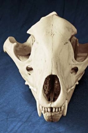 A thylacine skull.