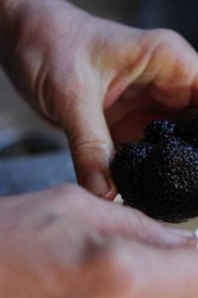 Truffle cleaning.