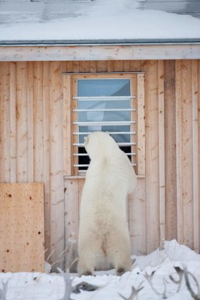 A local gets curious at the lodge.