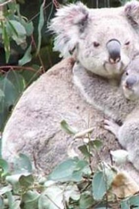 Koalas being counted in Redlands City
