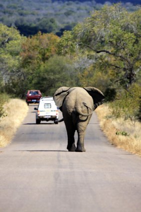Drive-by sightings ... an elephant roams Kruger.