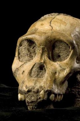 Partly ape and partly human ... <em>Australopithecus sediba</em>.