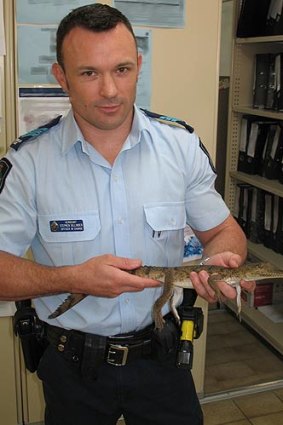 Sergeant Stephen Gillinder, with a freshwater crocodile found in Cardwell.