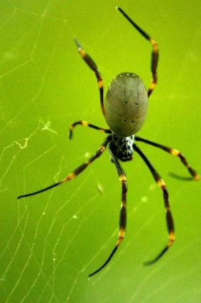 A Golden Orb spider.