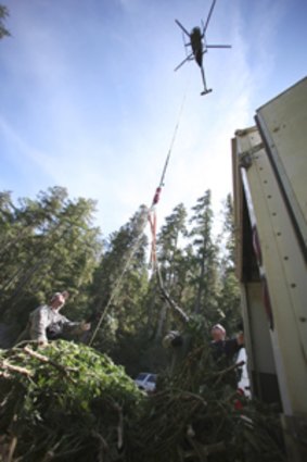 Seized ... A helicopter removes marijuana from  national forest in Humboldt County, California.