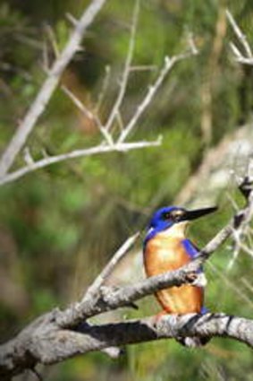 An azure kingfisher spotted from the Husky Ferry.
