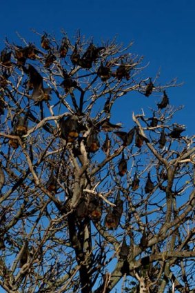 Up and away ... the flying foxes take to the skies after being subjected to a barrage of noise in a program that has been set up to disturb their roosts.