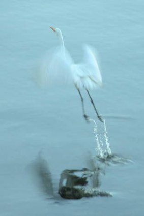 <i>Great Egret</i>.