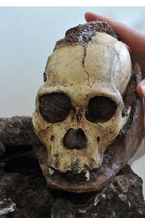 The skull of the Australopithecus sediba was found in South Africa.