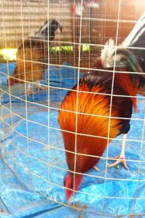 RSPCA photo of birds found in the raid in makeshift enclosures.