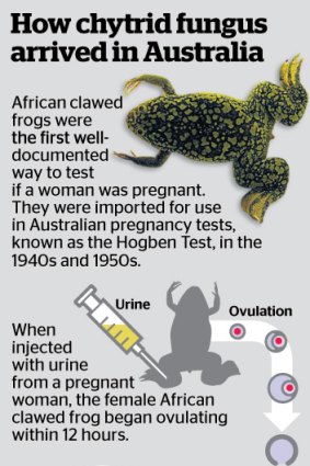 How chytrid fungus arrived in Australia.