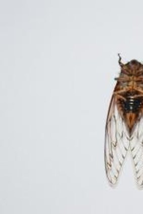 Shrill: Cicadas' droning noise is made by the vibrations of  two drum-like membranes on their abdomens. The male cicada has orange tymbals which it uses to create its sound.