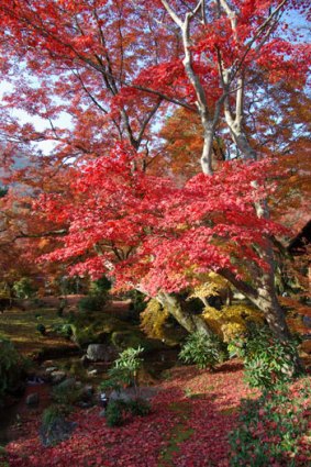 Maple trees provide dramatic autumn colour.