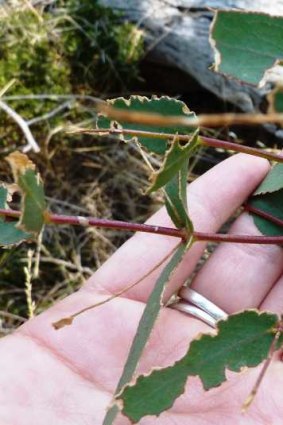 Trail of destruction: a Eucalyptus weevil makes light work of some new growth
