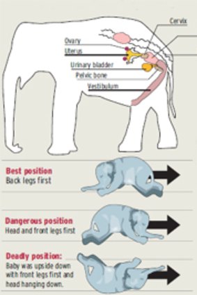 Anatomy of a female elephant reproductive system.