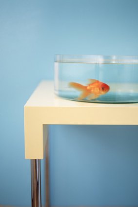 "Goldfish are not dullards; they can, for example, learn to recognise people."