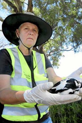 A dead piwi found near Dubbo by a WIRES volunteers.