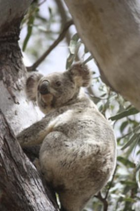 The Australian Koala Foundation says up to 10 koalas die every day in South East Queensland.