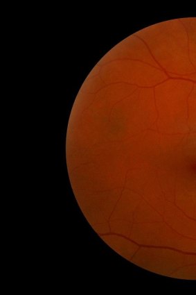 The retina captures light signals and sends them to the brain.