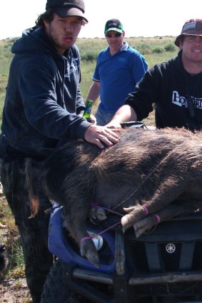 "Interesting" hobby: Jamie Lyon loves shooting feral pigs.