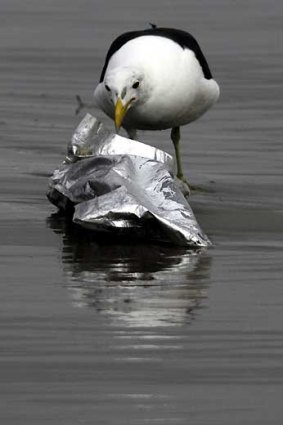 A gull inspects flotsam to check what's edible in the oil-stricken bay.