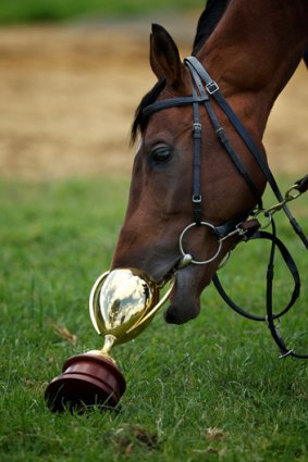 Cup runneth over: Caulfield Cup winner Dunaden gets familiar with the trophy.