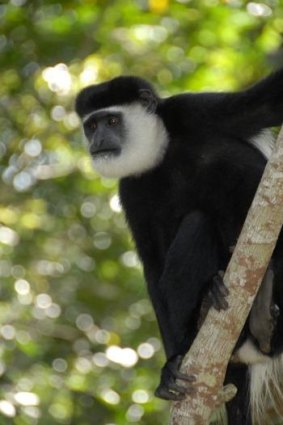Diet dilemma: Climate change is reducing the nutritional quality of leaves eaten by colobus monkeys in Uganda.