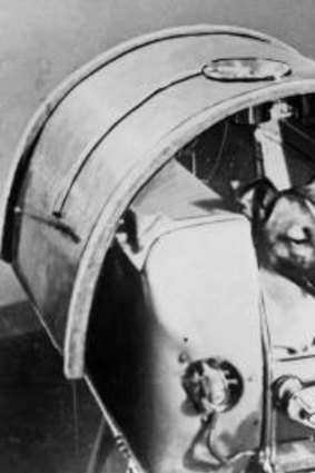 Dog's life: Laika, the first living creature in orbit before being roasted, in Sputnik 2 in 1957.