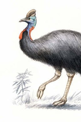 Southern cassowary. (Illustration by Joe Benke.)