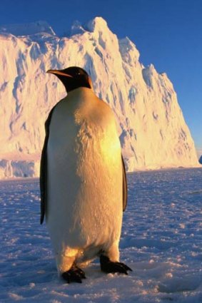 Like the emperor penguin, the RBA has little choice but to remain stoic.